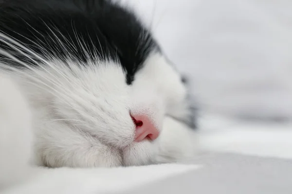 Roztomilá Kočka Odpočívající Přikrývce Detailní Záběr Krásný Mazlíček — Stock fotografie
