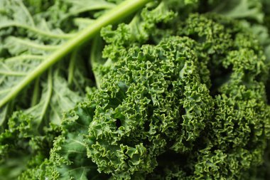 Arka plan olarak taze ıslak lahana yaprakları, yakın plan