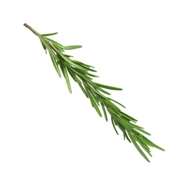 Taze yeşil biberiye beyazda izole edilmiş. Aromatik bitki