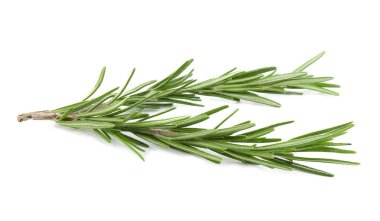 Taze yeşil biberiye beyazda izole edilmiş. Aromatik bitki