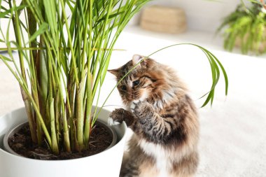 Sevimli kedi evde evbitkileriyle oynuyor.