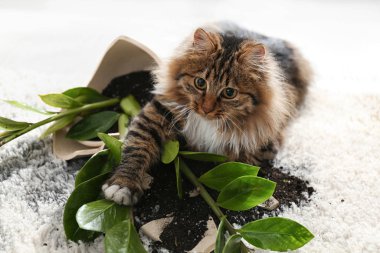 Kedi, evdeki hafif halıda neredeyse devrilmiş vaziyette.