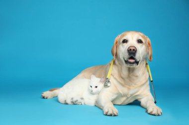 Veteriner olarak stetoskobu ve açık mavi arka planda kedisi olan şirin Labrador köpeği.