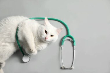Gri arka planda steteskobu olan sevimli bir kedi.