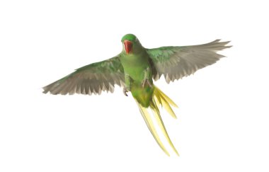 Güzel Alexandrine muhabbet kuşu bembeyaz uçuyor.