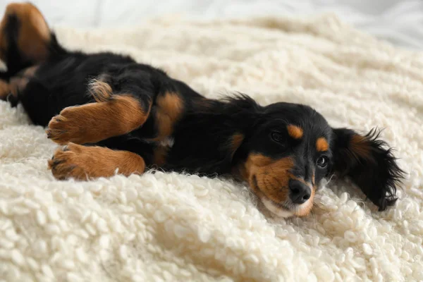 Lindo Perro Relajándose Alfombra Esponjosa Casa Mascota Amistosa — Foto de Stock