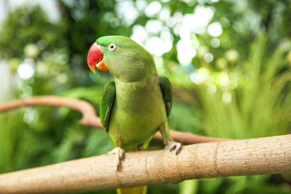 आउटड Alexandrine Parakeet — स्टॉक फ़ोटो, इमेज