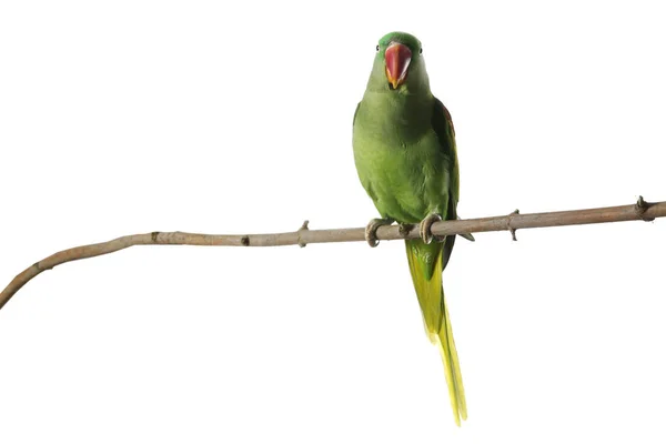 Piękna aleksandryjska papuga na gałęzi drzewa przeciwko białym grzbietom — Zdjęcie stockowe