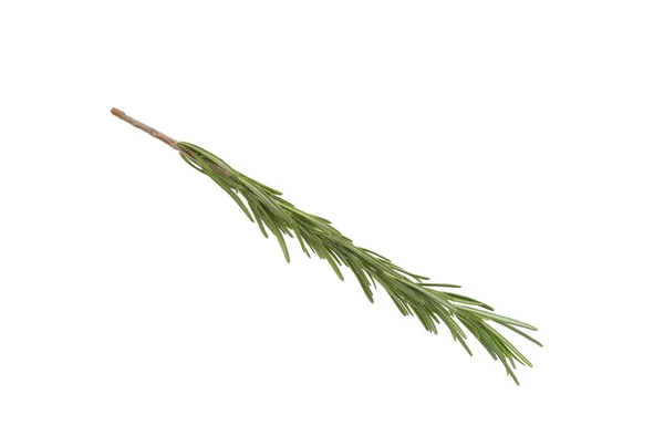 Rosemary verde fresco isolado no branco. Erva aromática — Fotografia de Stock