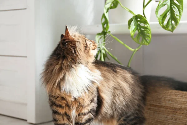 Αξιολάτρευτη Γάτα Κοντά Φυτό Στο Σπίτι Στο Πάτωμα Στο Σπίτι — Φωτογραφία Αρχείου