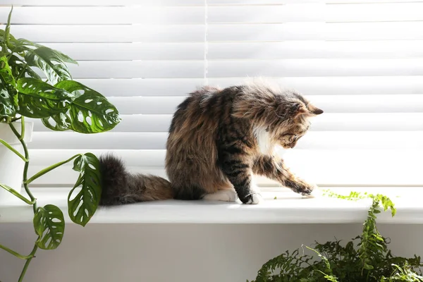 Evde Pencere Eşik Üzerinde Sevimli Kedi Houseplants — Stok fotoğraf