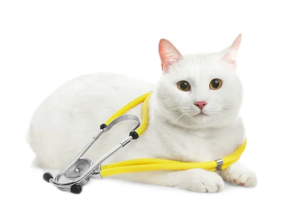 Χαριτωμένο Γάτα Στηθοσκόπιο Κτηνίατρος Λευκό Φόντο — Φωτογραφία Αρχείου