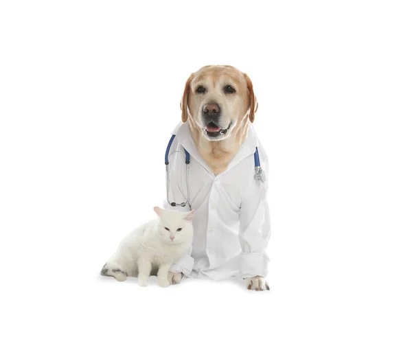 Carino Cane Labrador Uniforme Con Stetoscopio Come Veterinario Gatto Sfondo — Foto Stock