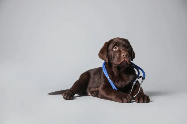 Χαριτωμένο Λαμπραντόρ Σκυλί Στηθοσκόπιο Κτηνίατρος Ανοιχτό Γκρι Φόντο — Φωτογραφία Αρχείου
