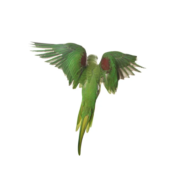 Krásná Alexandrine Papoušek Létání Izolované Bílém — Stock fotografie