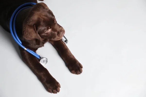 Leuke Labrador Hond Met Stethoscoop Als Dierenarts Witte Achtergrond Bovenaanzicht — Stockfoto