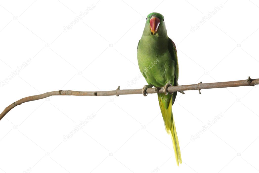 Beautiful Alexandrine Parakeet on tree branch against white back