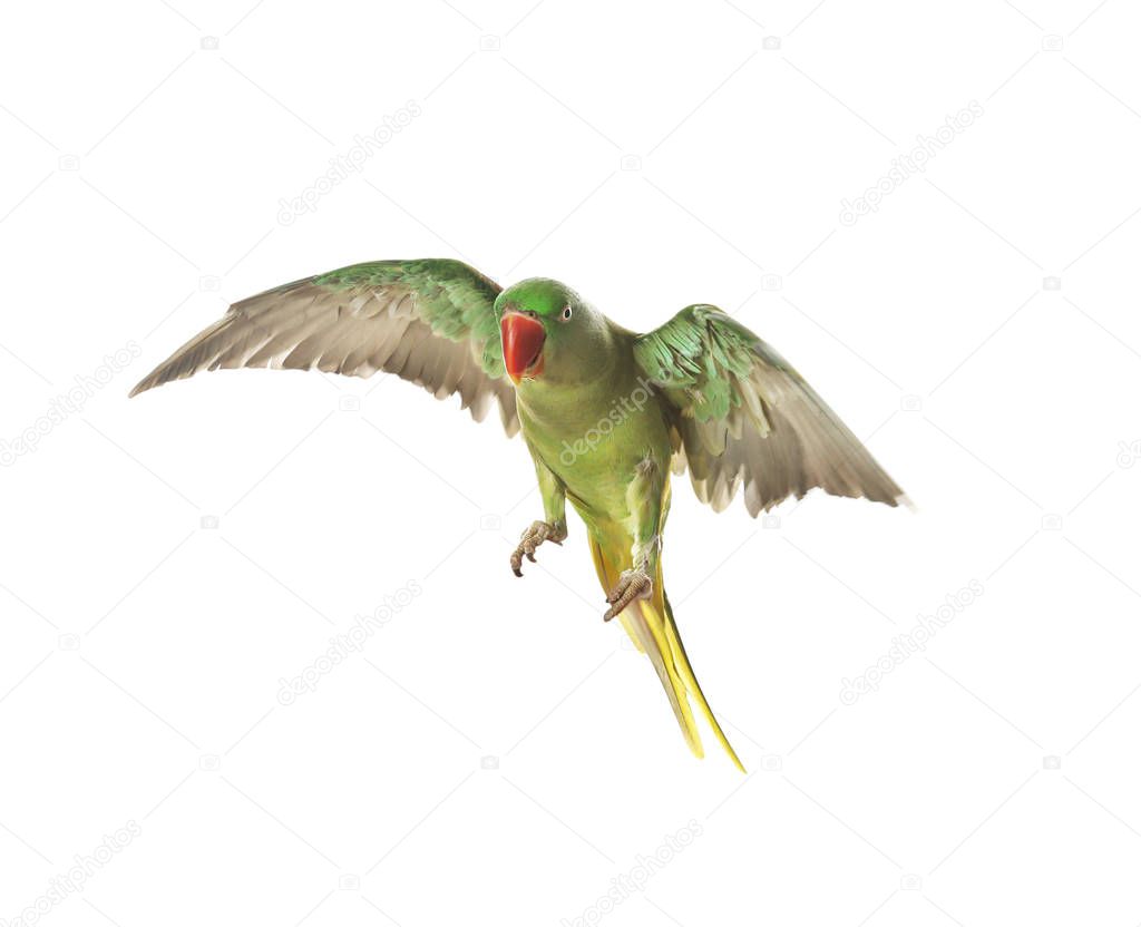 Beautiful Alexandrine parakeet flying isolated on white