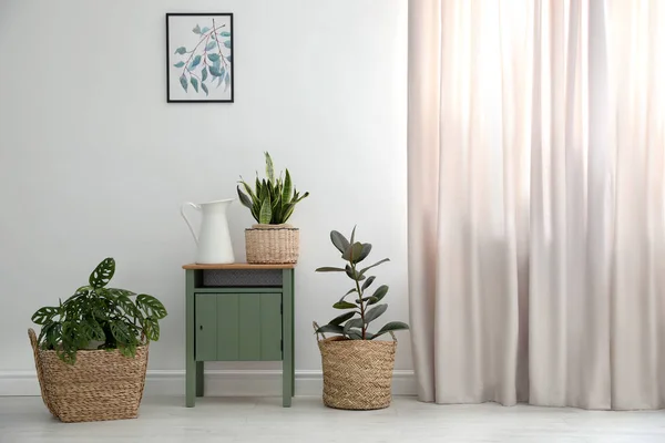 Verschillende Tropische Planten Rieten Potten Buurt Van Witte Muur Thuis — Stockfoto
