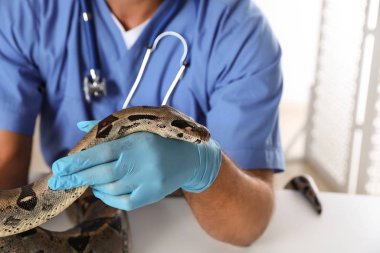 Erkek veteriner klinikte boa yılanını muayene ediyor.