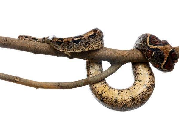 Brown boa constrictor on tree branch against white background