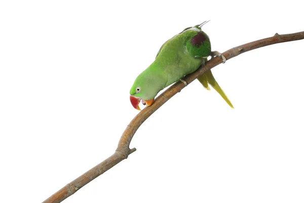 Piękna aleksandryjska papuga na gałęzi drzewa przeciwko białym grzbietom — Zdjęcie stockowe