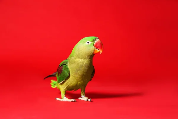 Gyönyörű Zöld Alexandrine Parakeet Piros Háttér — Stock Fotó
