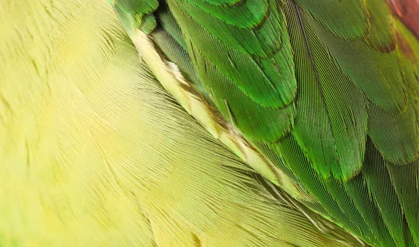 Gyönyörű Alexandrin Papagáj Homályos Háttér Közelkép — Stock Fotó