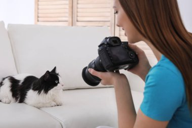 Profesyonel hayvan fotoğrafçısı evde güzel bir kedinin fotoğrafını çekiyor.