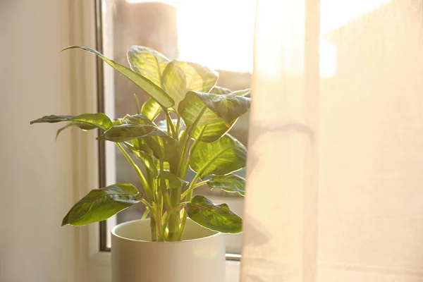 Impianto Dieffenbachia Vaso Vicino Alla Finestra Casa Spazio Testo — Foto Stock