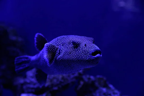 Gyönyörű Gömbhal Úszás Tiszta Tónusú Kék Akvárium Közelkép — Stock Fotó