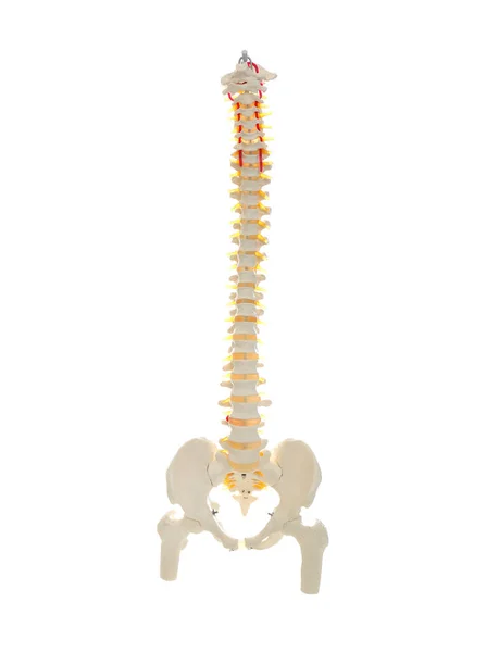 Modelo de columna vertebral humana artificial aislado en blanco —  Fotos de Stock