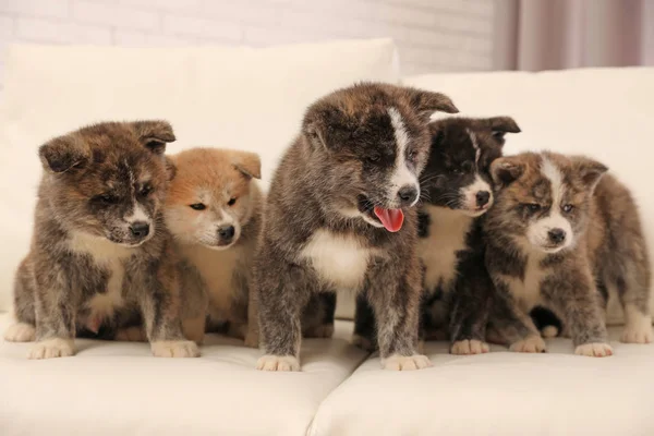 Aranyos Akita Inu Kölykök Kanapén Barátságos Kutyák — Stock Fotó