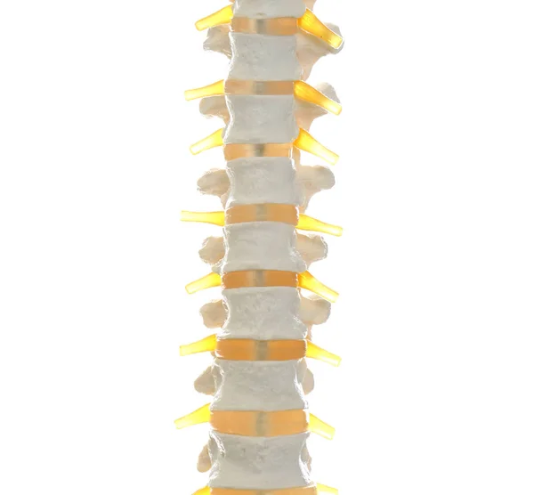 Artificial human spine model isolated on white, closeup — Stock Photo, Image