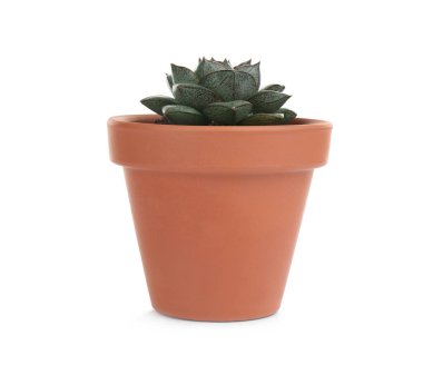 Güzel Echeveria Purpusorum beyaza izole edilmiş. Ev bitkisi