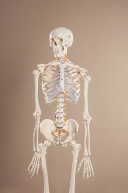Bej arka planda yapay insan iskeleti modeli