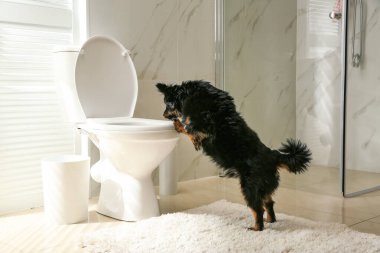 Modern banyoda tuvalet deliğine bakan sevimli köpek.
