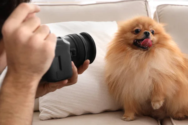Professional Animal Photographer Taking Picture Beautiful Pomeranian Spitz Dog Indoors — Stock Photo, Image