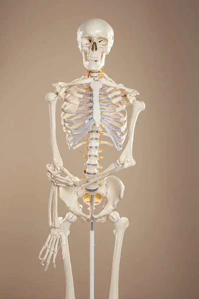 Modell Eines Künstlichen Menschlichen Skeletts Auf Beigem Hintergrund — Stockfoto