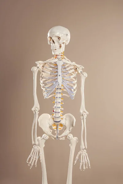 Modell Eines Künstlichen Menschlichen Skeletts Auf Beigem Hintergrund — Stockfoto