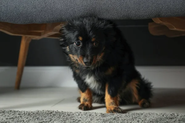 Stresowany Pies Chowający Się Pod Kanapą Przemoc Domowa Wobec Zwierząt — Zdjęcie stockowe