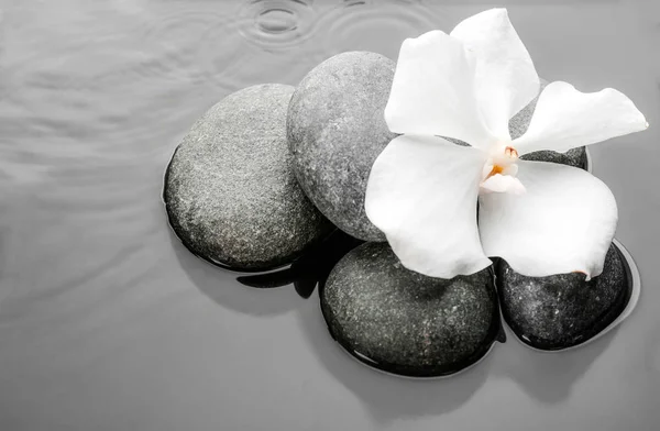 Steine Und Orchideenblüten Wasser Zen Lebensstil — Stockfoto