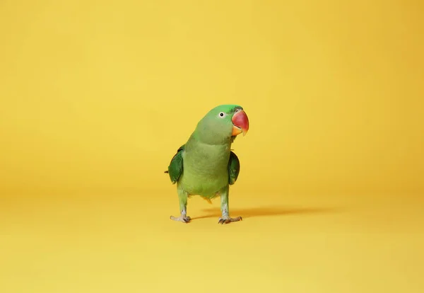 Hermoso Perico Verde Alejandrino Sobre Fondo Amarillo — Foto de Stock