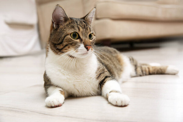 Cute tabby cat lying on wooden floor at home. Friendly pet