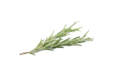 Taze yeşil biberiye beyazda izole edilmiş. Aromatik bitki