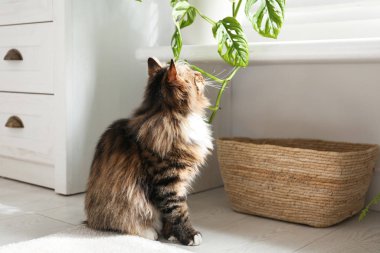 Evdeki çiçeklerle oynayan sevimli kedi.