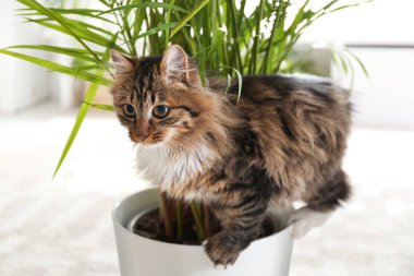 Sevimli kedi evde evbitkileriyle oynuyor.