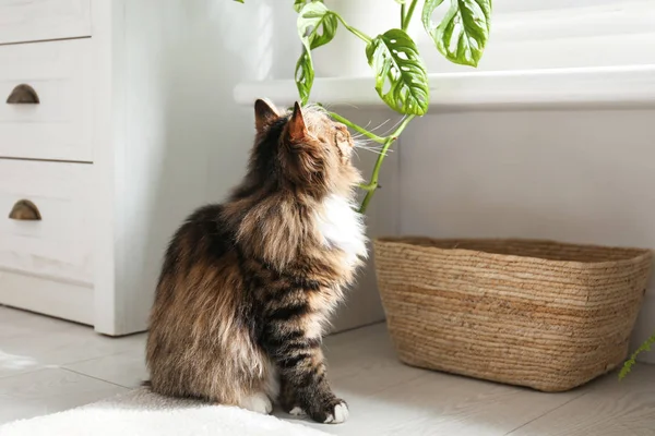Adorable Gato Jugando Con Houseplant Casa — Foto de Stock