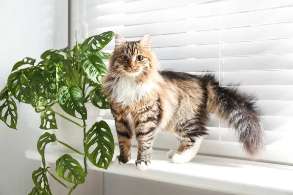 Αξιολάτρευτη Γάτα Και Φυτό Στο Περβάζι Του Παραθύρου Στο Σπίτι — Φωτογραφία Αρχείου