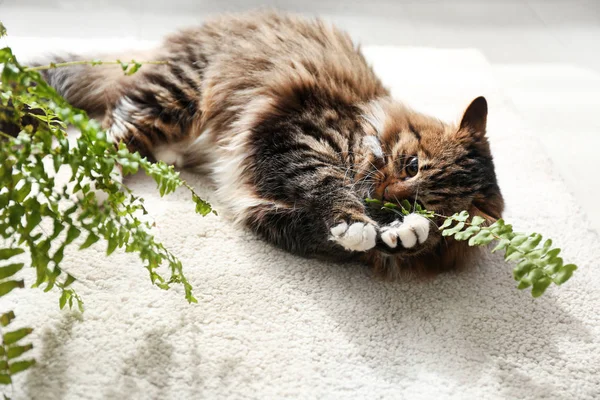 Αξιολάτρευτη Γάτα Παίζει Φυτό Στο Πάτωμα Στο Σπίτι — Φωτογραφία Αρχείου